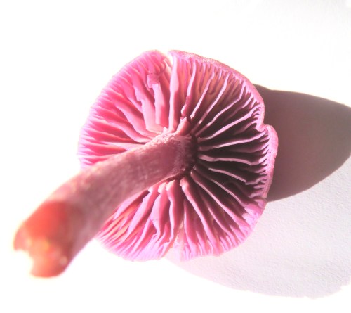 The Amethyst deceiver